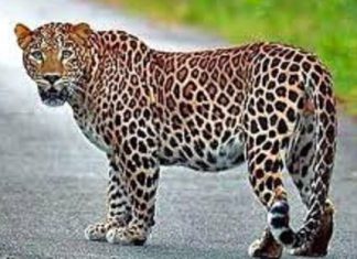 विसापुरात बिबट्याची दहशत