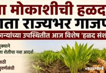 बोडखा मोकाशीची हळद आता राज्यभर गाजणार